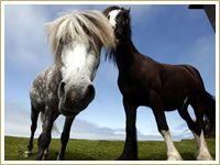 Horses on Bray Head Wicklow